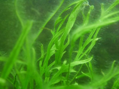 sessile filamentous algae